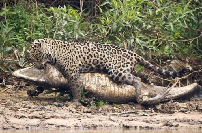 Как охотится ягуар (2 фото)