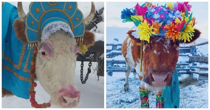 В Якутии провели конкурс красоты среди коров (8 фото)  