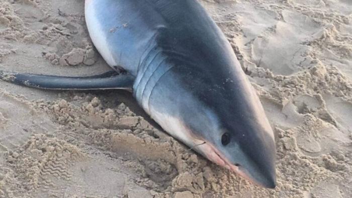 На пляже в Австралии были обнаружены десятки мёртвых акул (4 фото)  