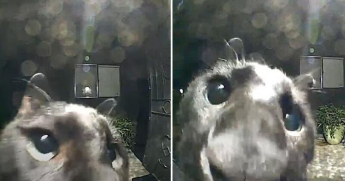 Черный кот обнаружил камеру в соседской двери (3 фото)