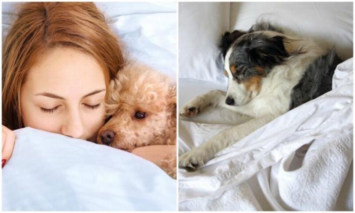 Ученые выяснили: сон с собакой полезен для человека (5 фото)  
