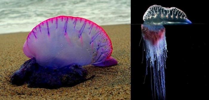 Всё что нужно знать о ядовитой морской медузе (3 фото) 