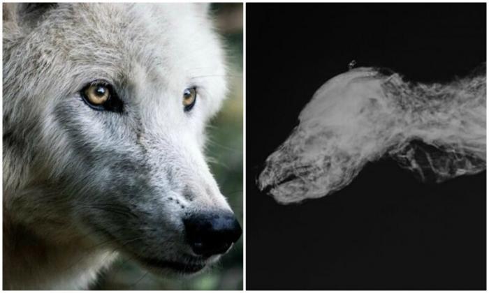 Археологи нашли мумию волчонка возрастом 57 тысяч лет (6 фото)  