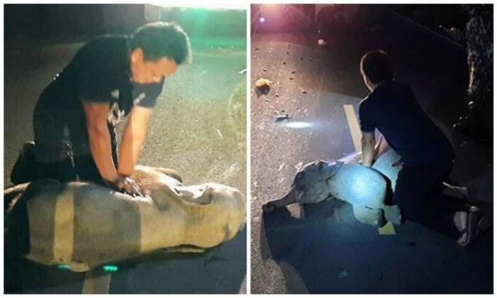 Тайский сотрудник скорой помощи спас сбитого слоненка (7 фото)