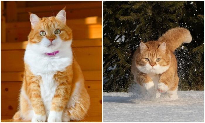 Рыжий - няшный кот из России, который покоряет миллионы (20 фото)