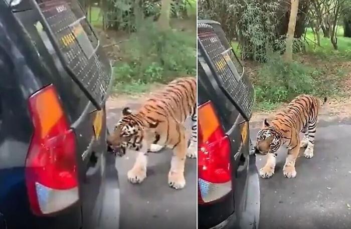 Бенгальский тигр пытался переместить автомобиль (2 фото)
