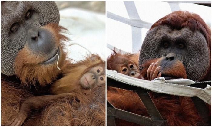 Отец-орангутан заботится о дочери после смерти ее мамы (8 фото)