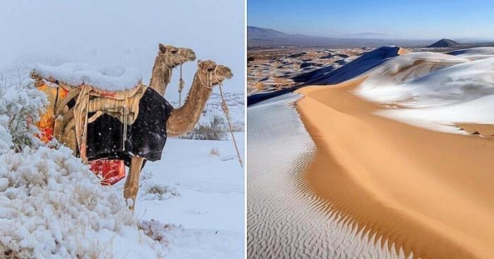 Пустыня Сахара покрылась льдом, а в Саудовской Аравии снег (20 фото)
