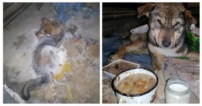 В Якутии собака вмёрзла в лёд, но жители спасли её (5 фото)