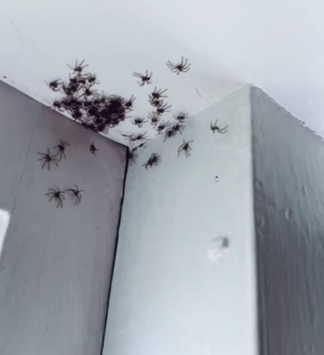 Комнату женщины из Сиднея заполонили смертоносные пауки (4 фото)