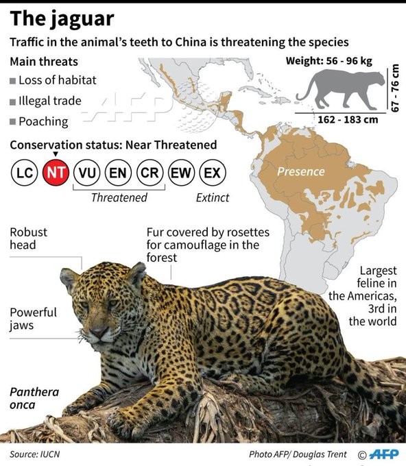 Китайская мафия поставляет ягуаров в дорогие рестораны (3 фото)