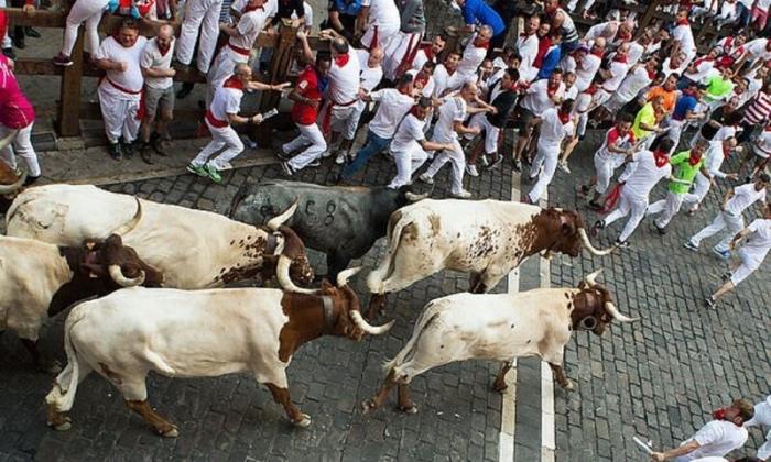 В Памплоне быки снова не выйдут на улицы (5 фото)