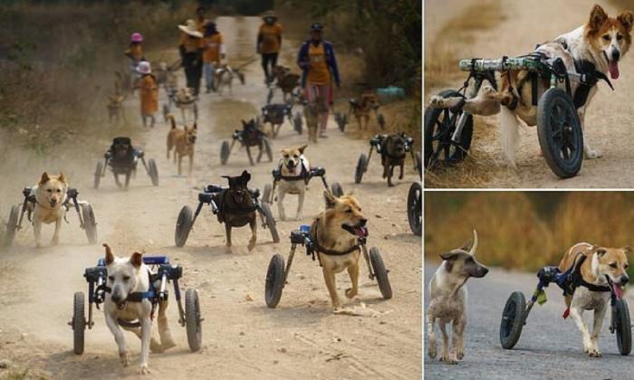 Приют для собак-инвалидов проводит "гонки на колясках" (11 фото)
