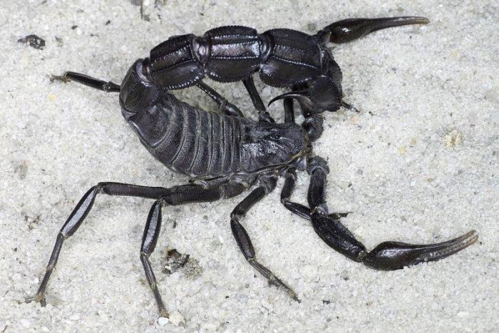 Толстохвостый скорпион: Стреляет ядовитым токсином по дуге (4 фото)
