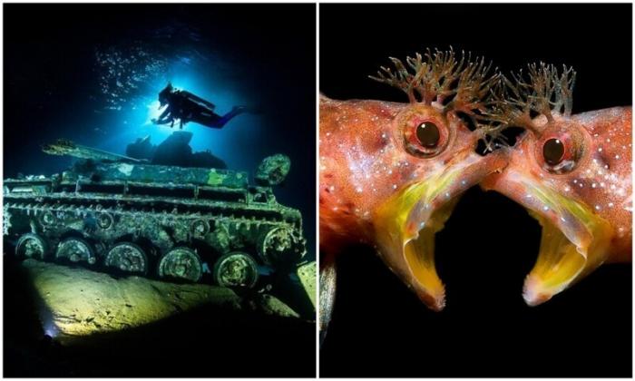 Под водой: крутейшие фото с конкурса (18 фото)