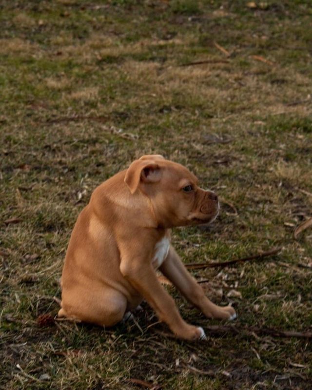 Собака по кличке Айви с синдромом короткого позвоночника (6 фото)