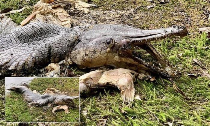 Рыба-крокодил напугала сингапурцев (4 фото)