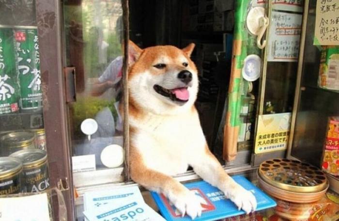 Японская собака, которая стала продавцом в киоске (6 фото)