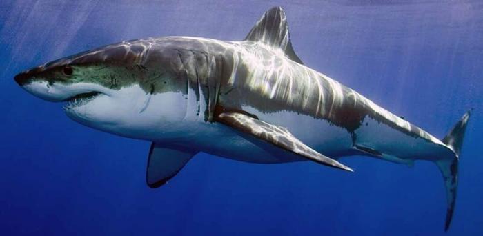 Исследователи обнаружили самую большую светящуюся акулу (2 фото)
