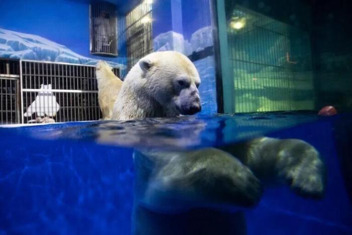 Активисты раскритиковали «отель с белыми медведями» (9 фото)