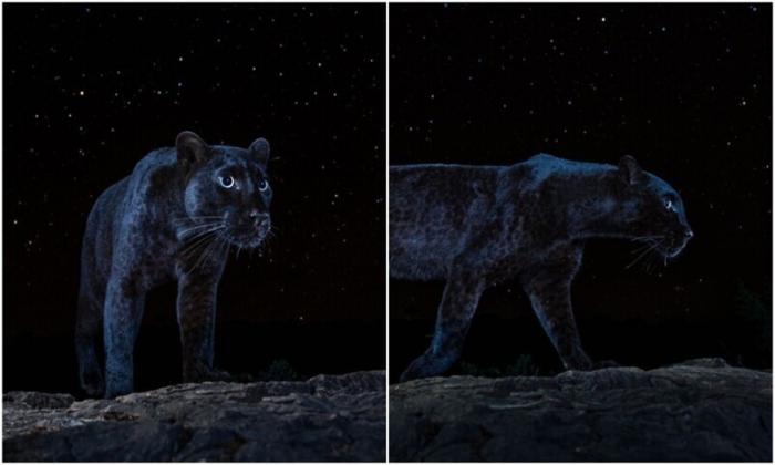 Потрясающие фото черной пантеры под звездами (6 фото)
