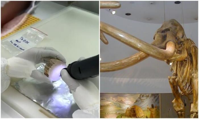 Ученые нашли древнейшую в мире ДНК мамонта (4 фото)
