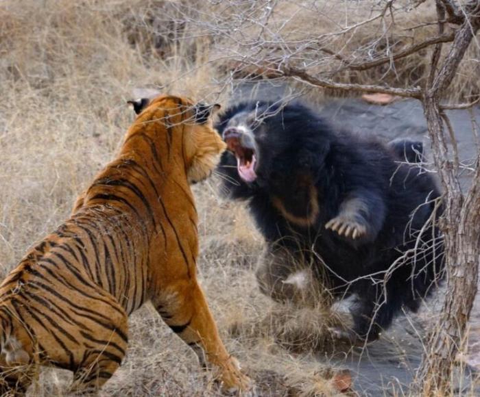 Медведица дала отпор двум огромным бенгальским тиграм (11 фото)