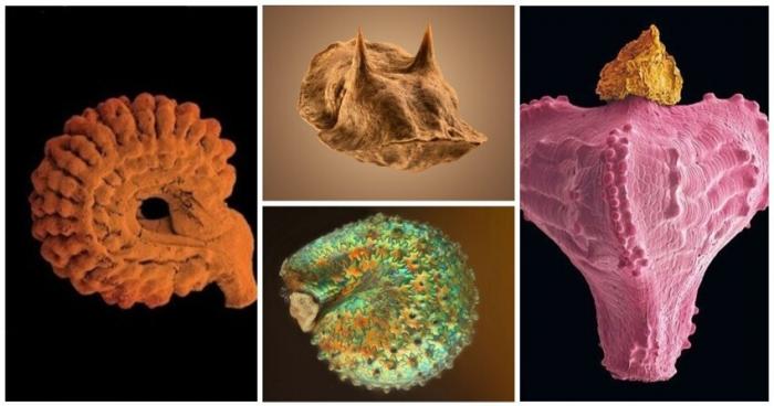 Невероятные фото под микроскопом семян растущих рядом (23 фото)