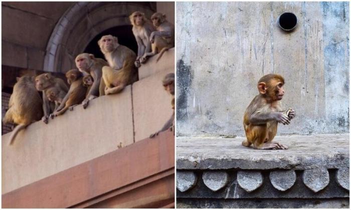 В Индии актеры изображали обезьян чтобы прогнать с улиц макак (7 фото)