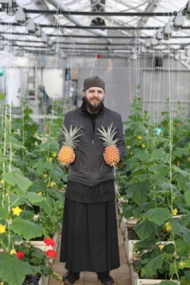 В Валаамском монастыре послушники вырастили экзотический фрукт(2 фото)