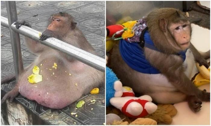 Тучную тайскую макаку отправили в "лагерь похудения" (8 фото)