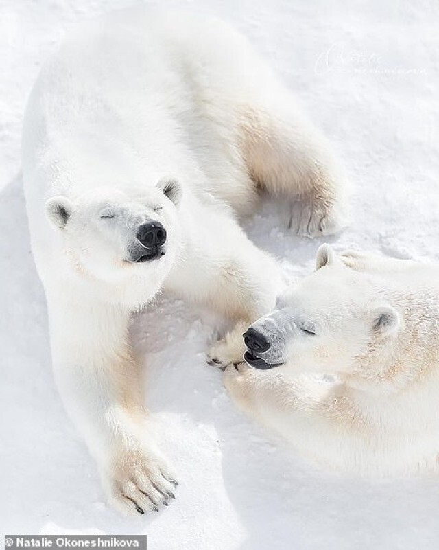 В якутском зоопарке засняли белую медведицу и малыша (8 фото)