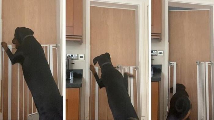Собака научилась открывать двери в доме (3 фото)