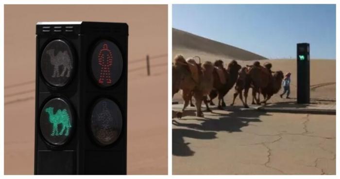 Китайцы установили светофор для верблюдов (6 фото)