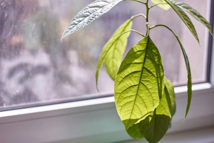 Сохнут листья у авокадо: скорая помощь тропическому растению (2 фото)