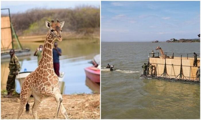 В Кении жирафов спасли с затопленного острова (7 фото)