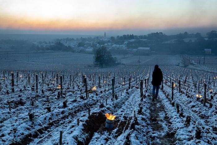 Как морозы уничтожили виноградники во Франции (12 фото)