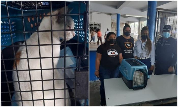 В Панаме "задержали" кота, который пытался пронести наркотики (5 фото)