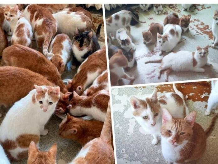 Москвичке после смерти бабушки достались 70 кошек (3 фото)