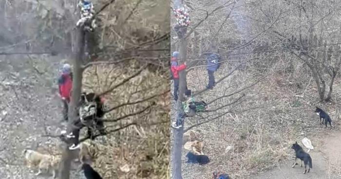 Башкирские школьники спасались от бродячих собак на дереве (4 фото)