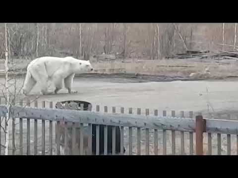 В Якутии наконец поймали белого медведя, забрел в поселок (11 фото)