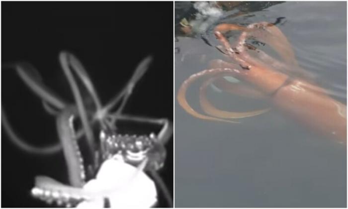 Ученые засняли, как охотится гигантский кальмар (6 фото)
