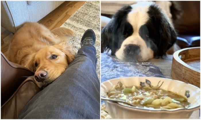 Собаки-попрошайки, которые точно выпросят у вас еду (31 фото)
