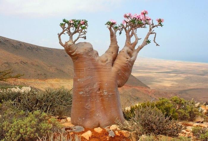 Ядовитая роза пустыни - прекрасная и опасная (5 фото)