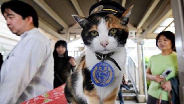 Как в Японии бродячая кошка спасла от банкротства (7 фото)