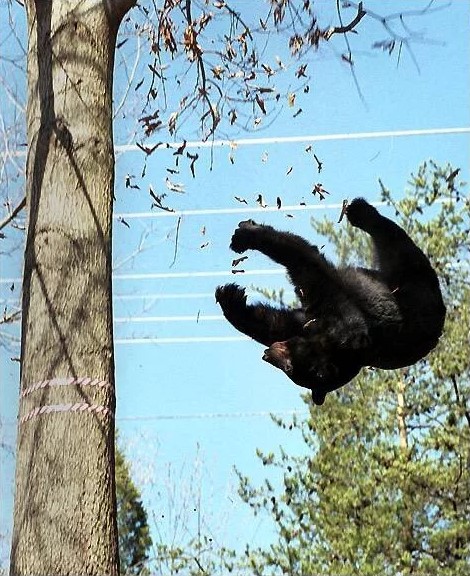 В сети снова увидели фото падающих с деревьев медведей (15 фото)
