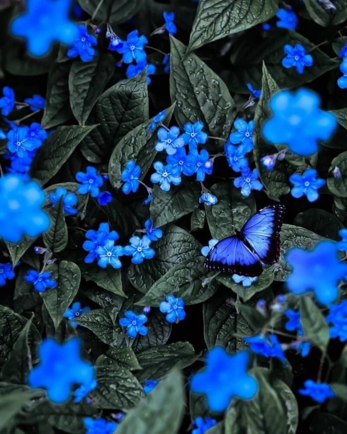 Красота цветов на снимках от Питера Висса (21 фото)