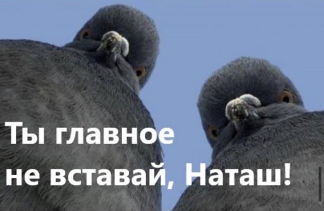 Шутки и мемы с голубями, которые напоминают начальников (10 фото)