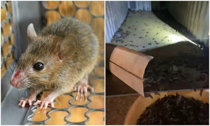 Мыши в Австралии начали есть друг друга и кусать людей (5 фото)