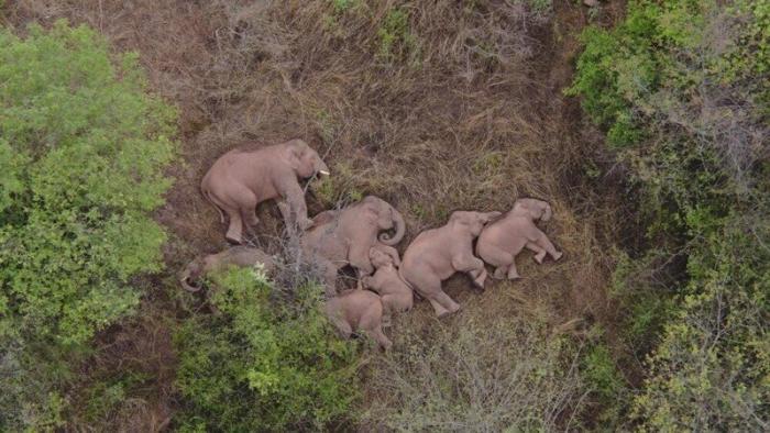 Слоны сбежали из заповедника и решили вздремнуть (5 фото)